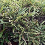 Albostriata